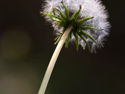 蒲公英拍摄与图片处理心得
