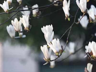蒲公英拍摄与图片处理心得