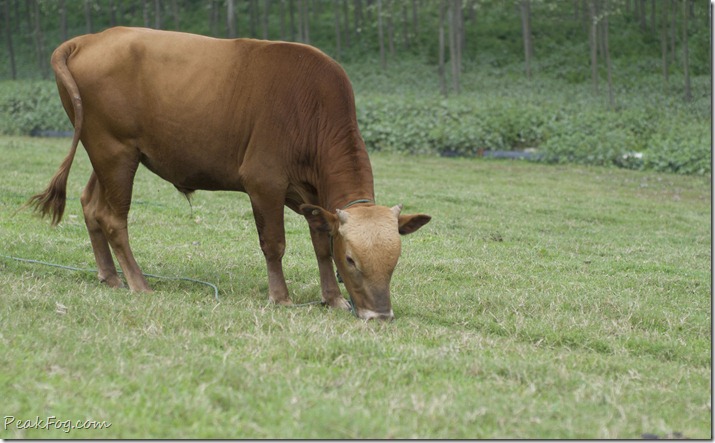 请输入图片描述