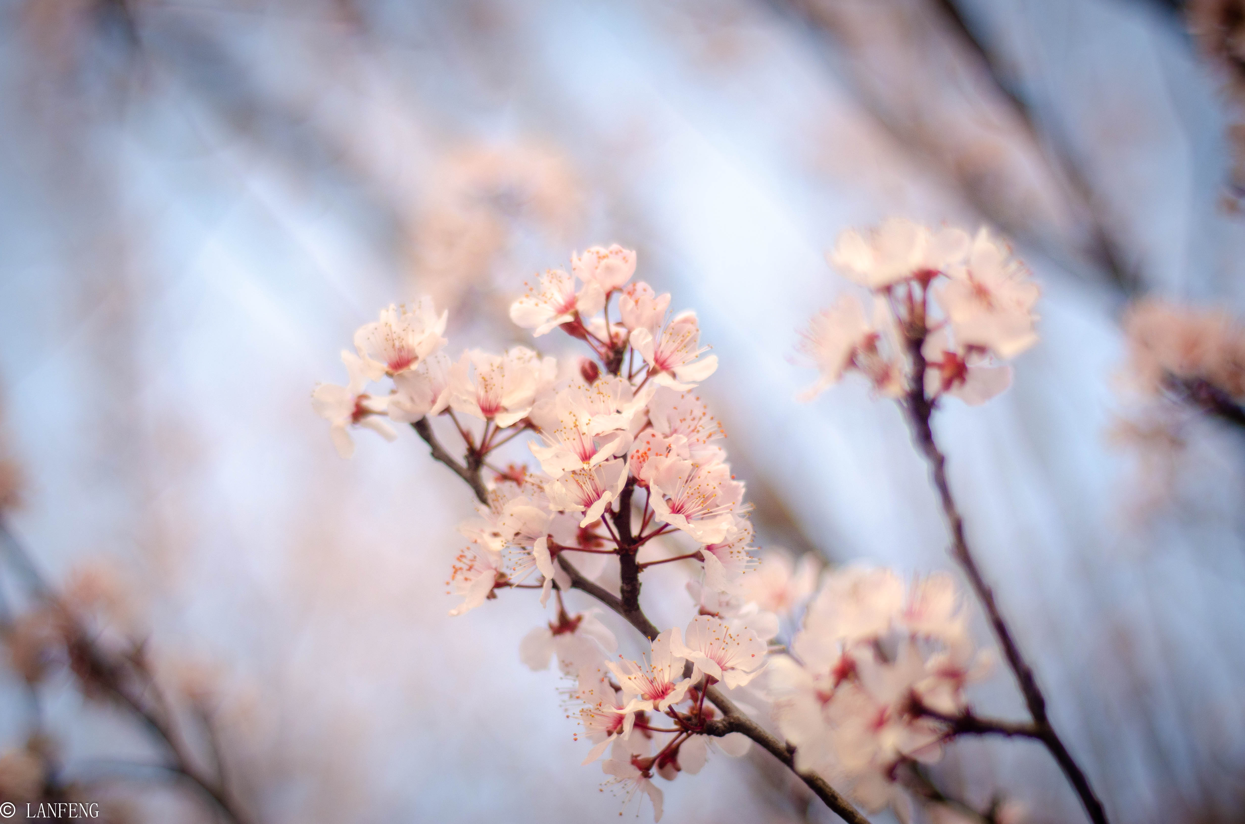 _DSC4869.jpg _DSC4869.jpg