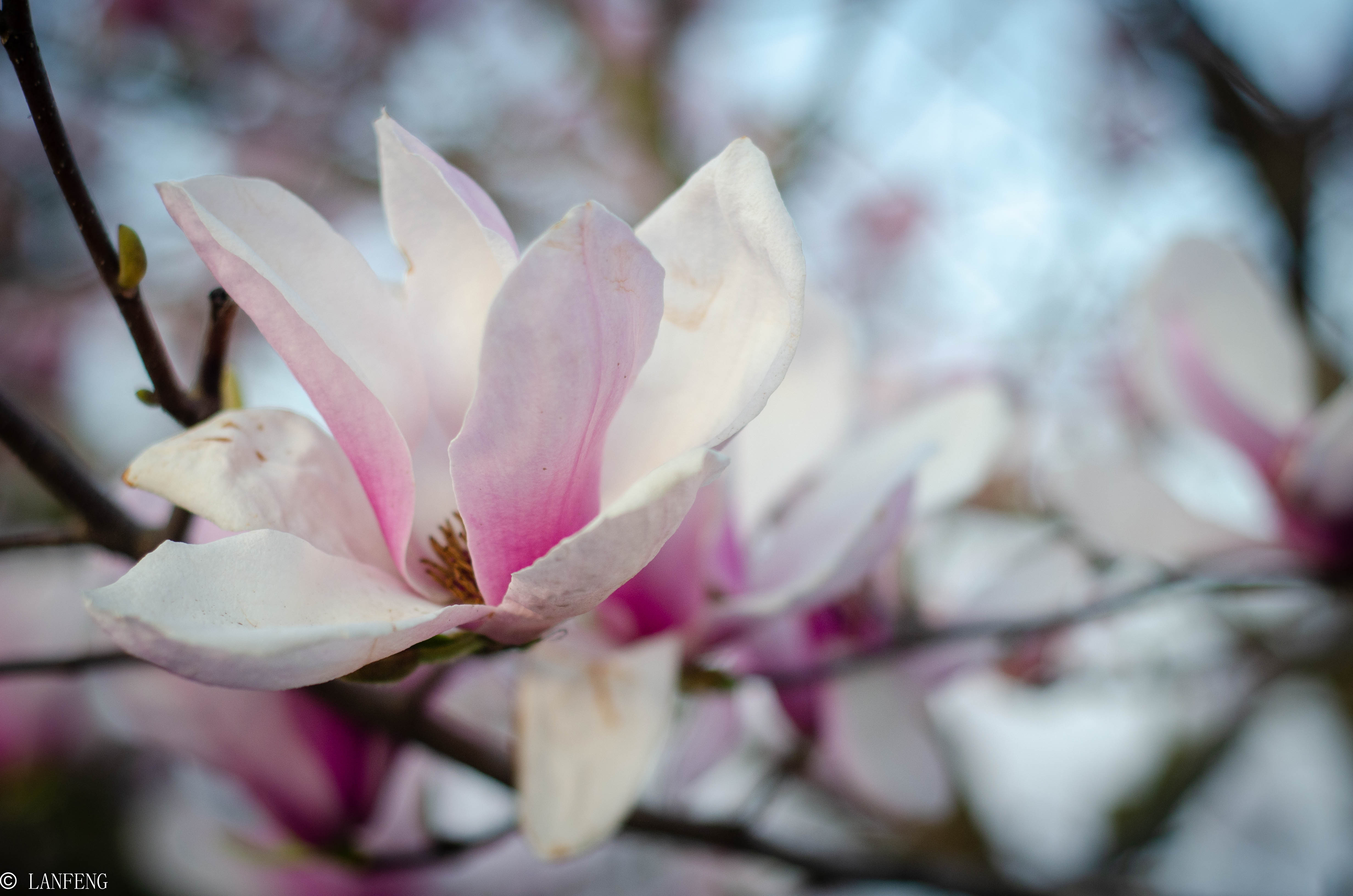 _DSC4879.jpg _DSC4879.jpg