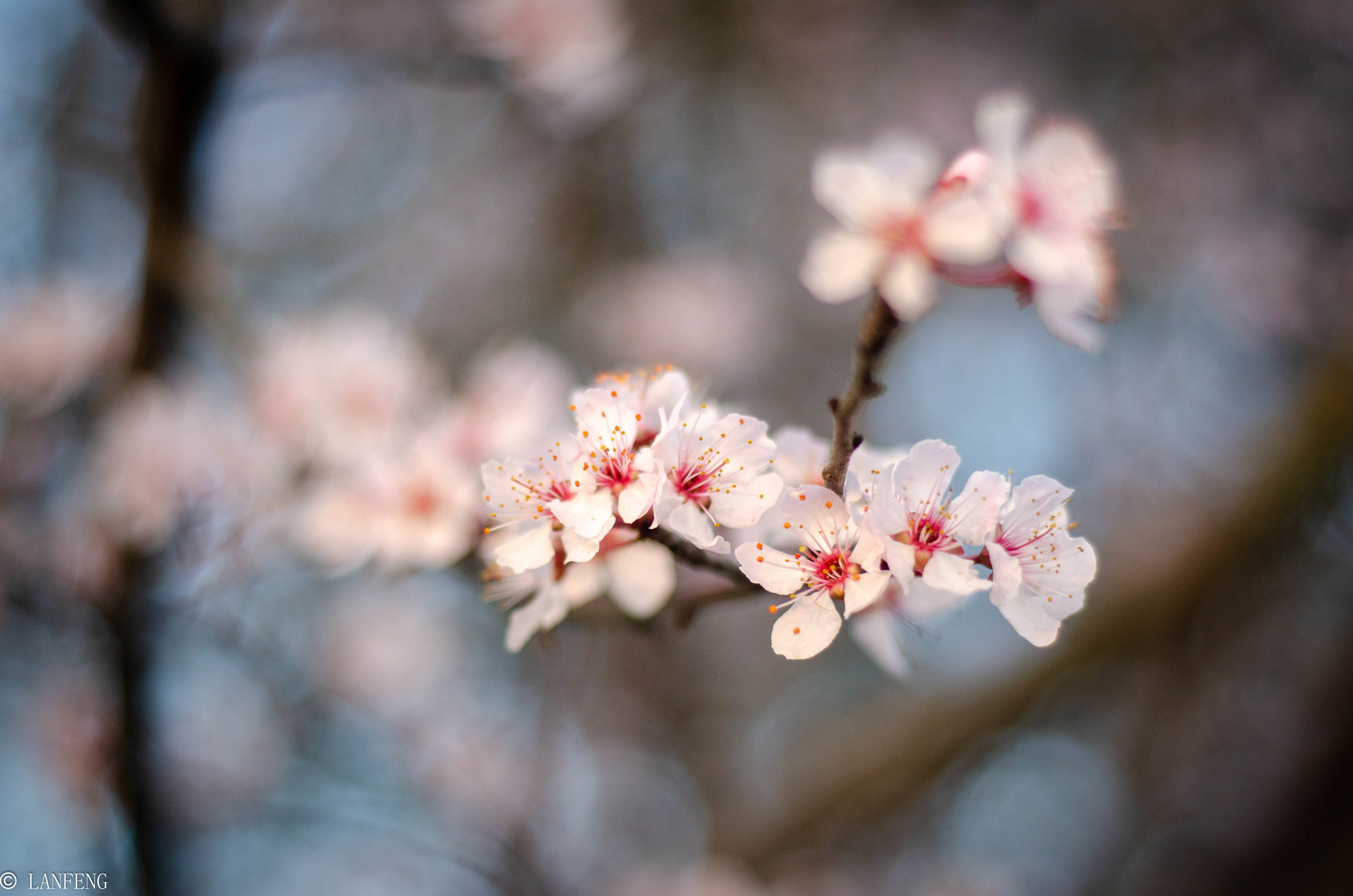 _DSC4860.jpg _DSC4860.jpg