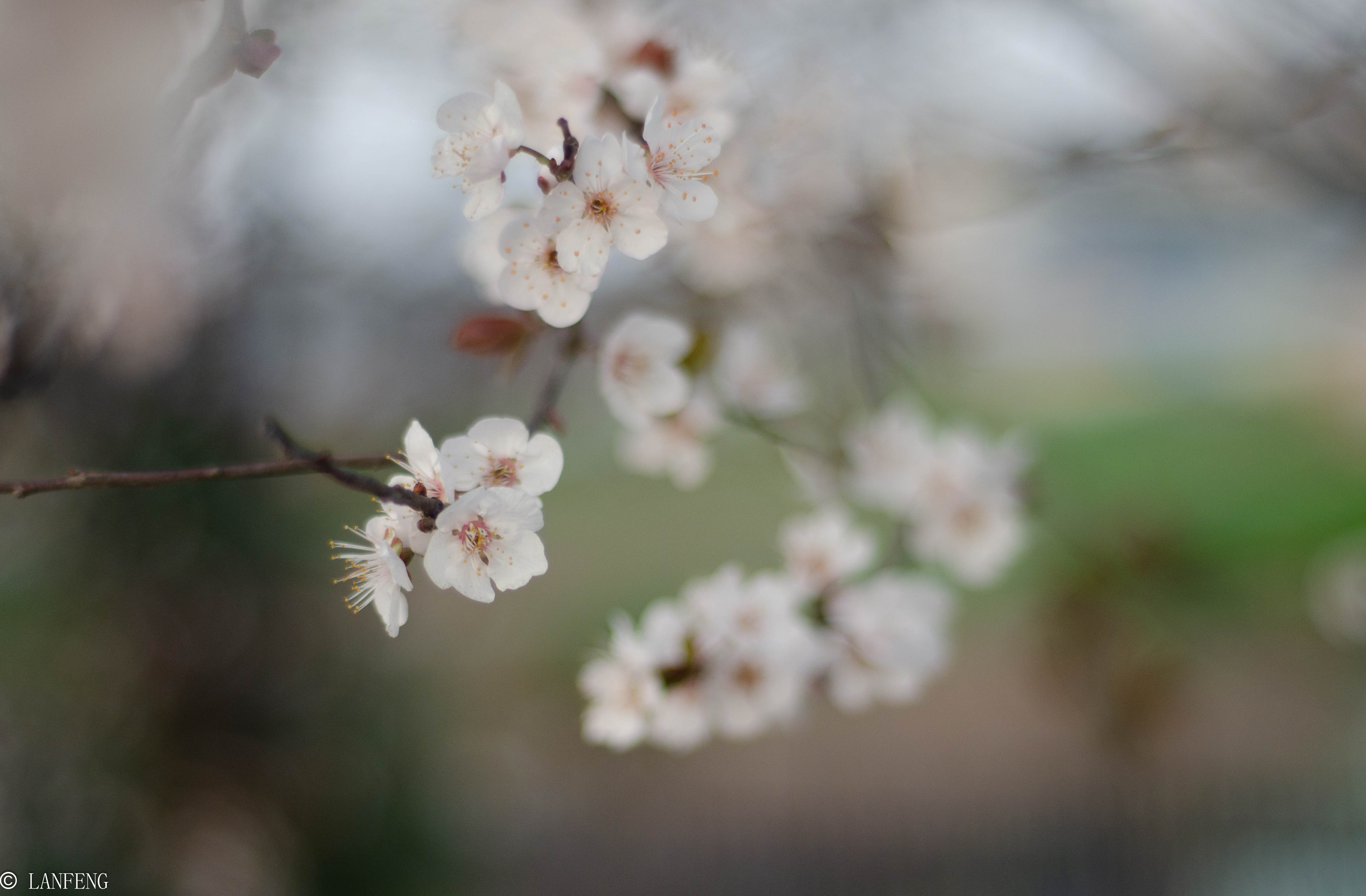 _DSC4887.jpg _DSC4887.jpg