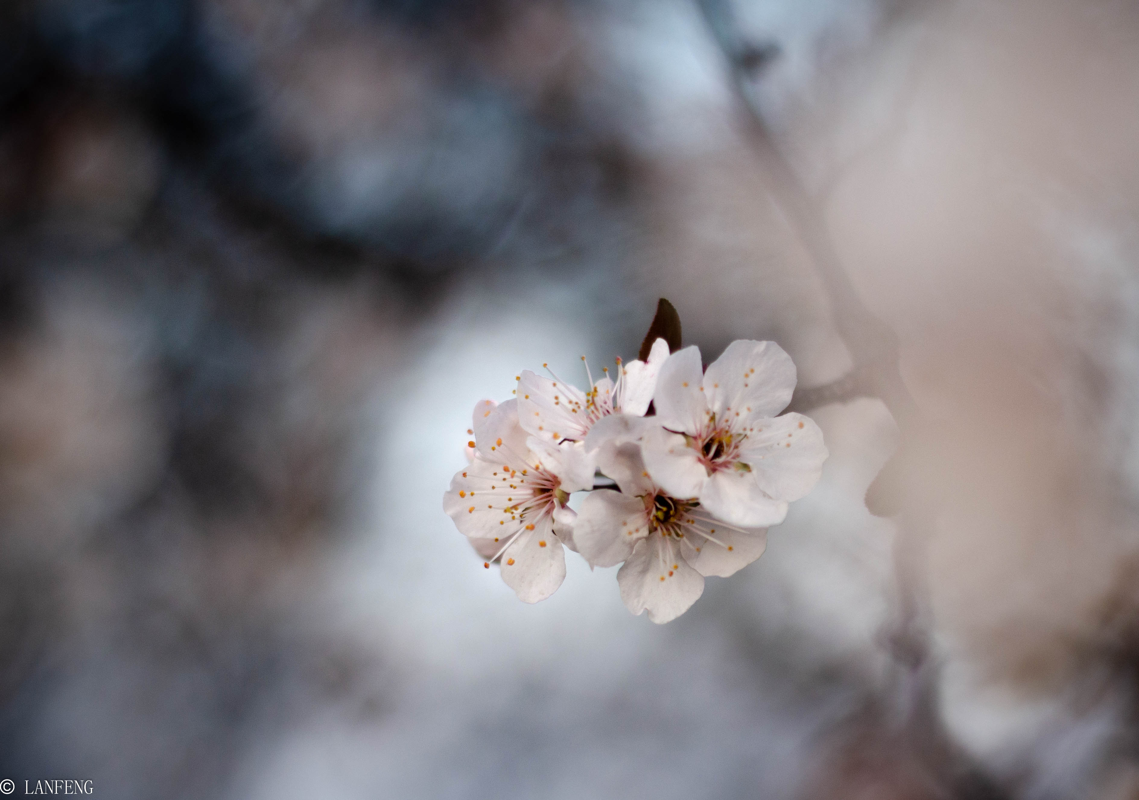 _DSC4892.jpg _DSC4892.jpg