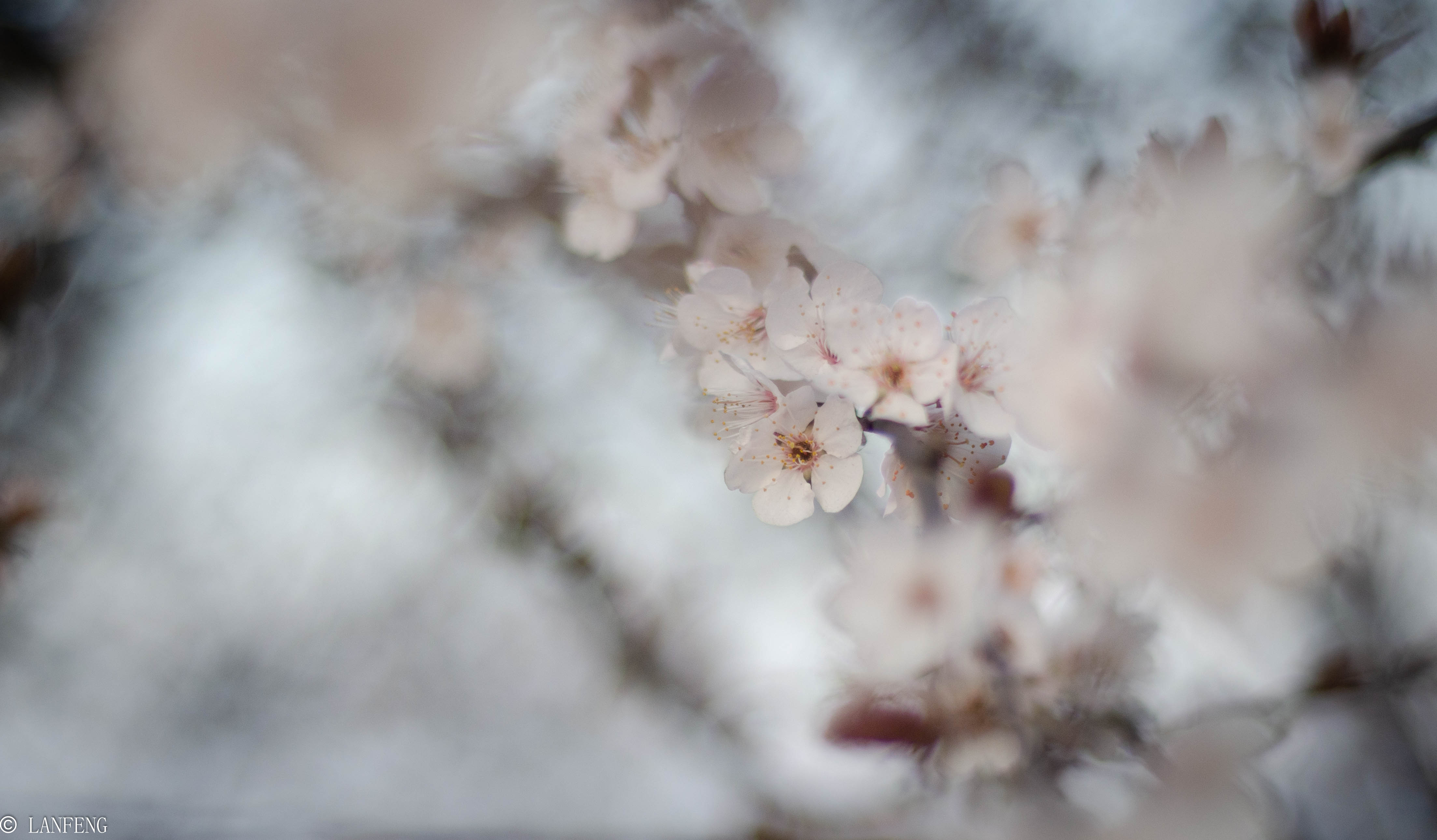 _DSC4889.jpg _DSC4889.jpg