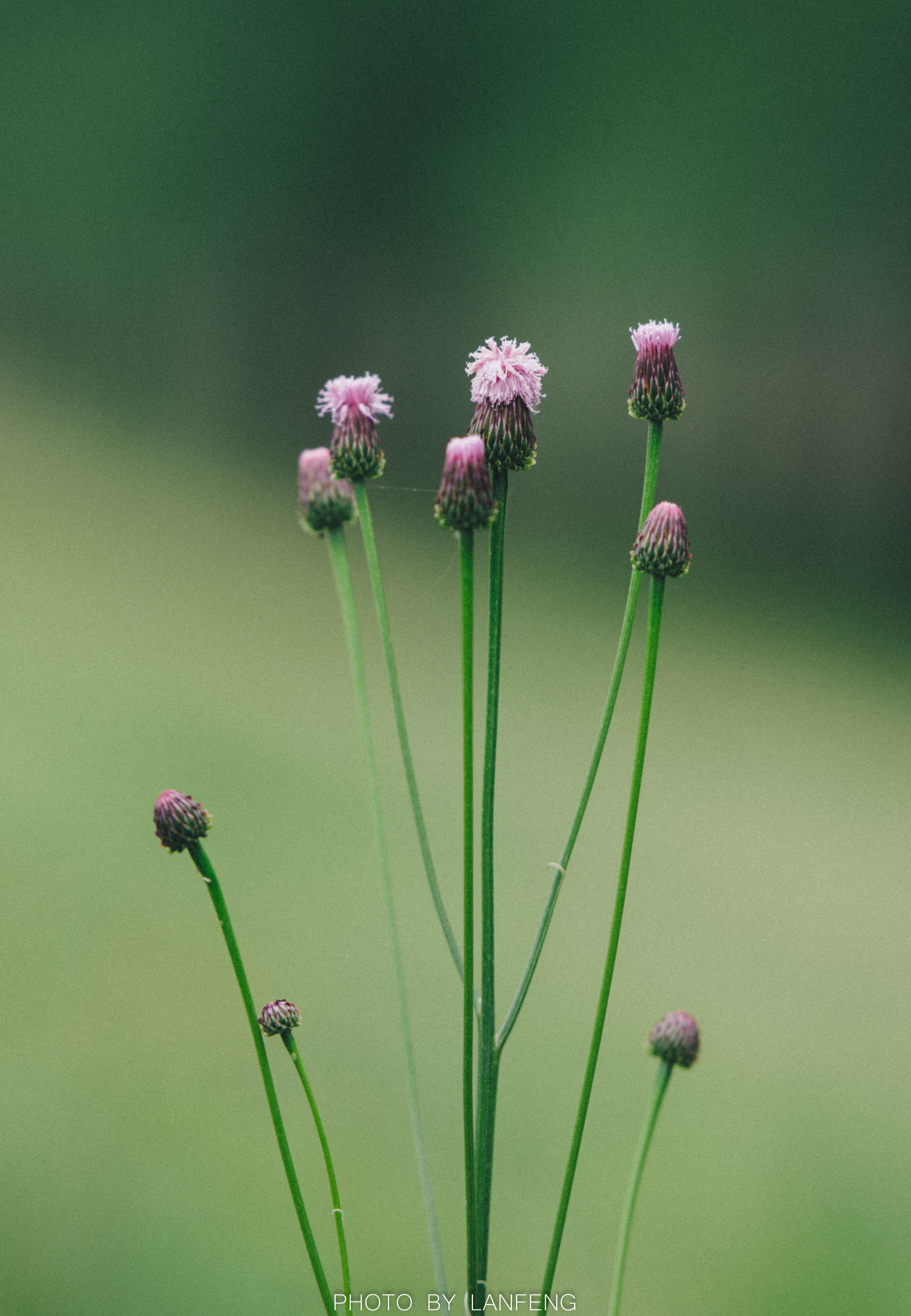 _DSC5296-2.jpg _DSC5296-2.jpg