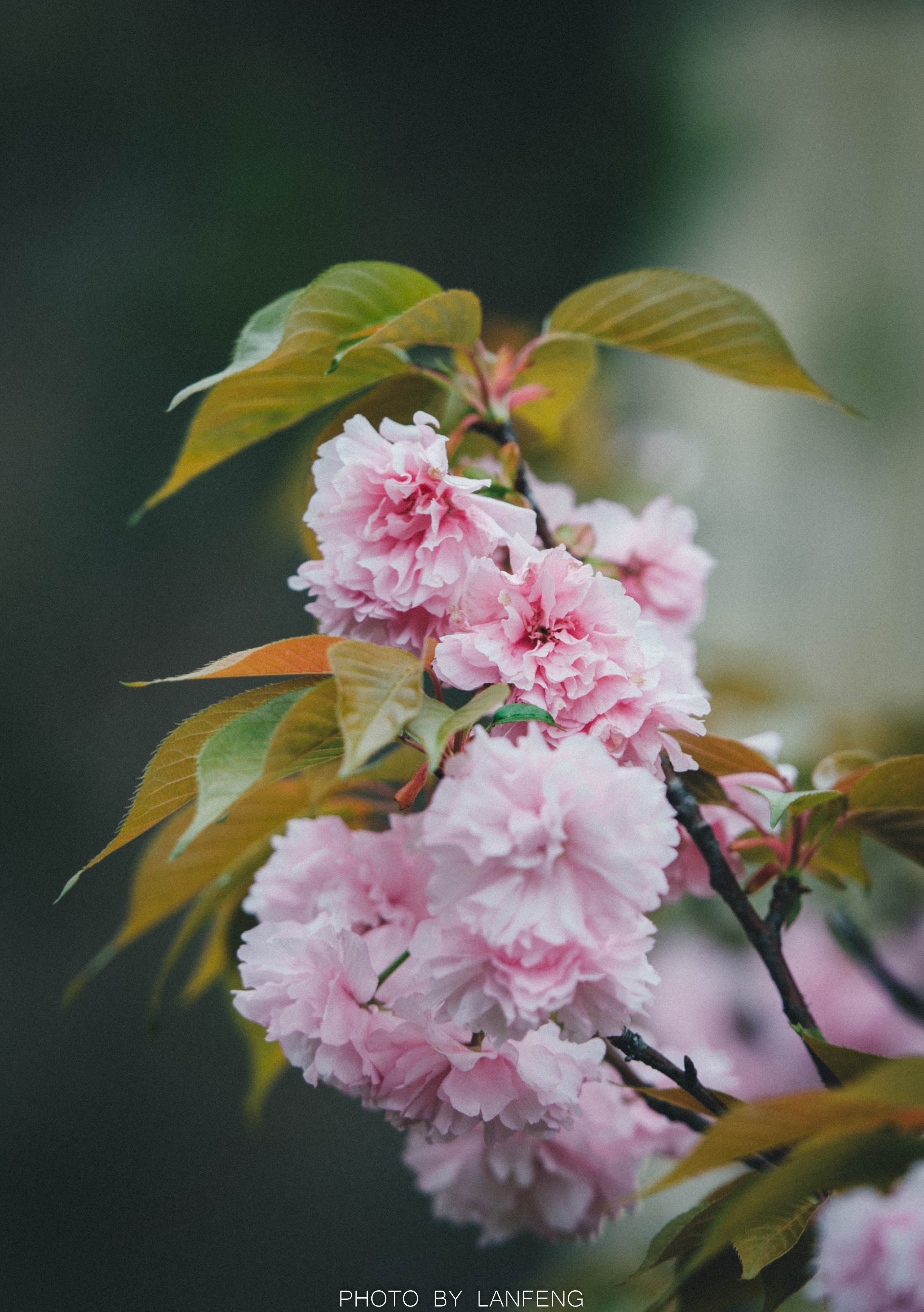 _DSC5445.jpg _DSC5445.jpg