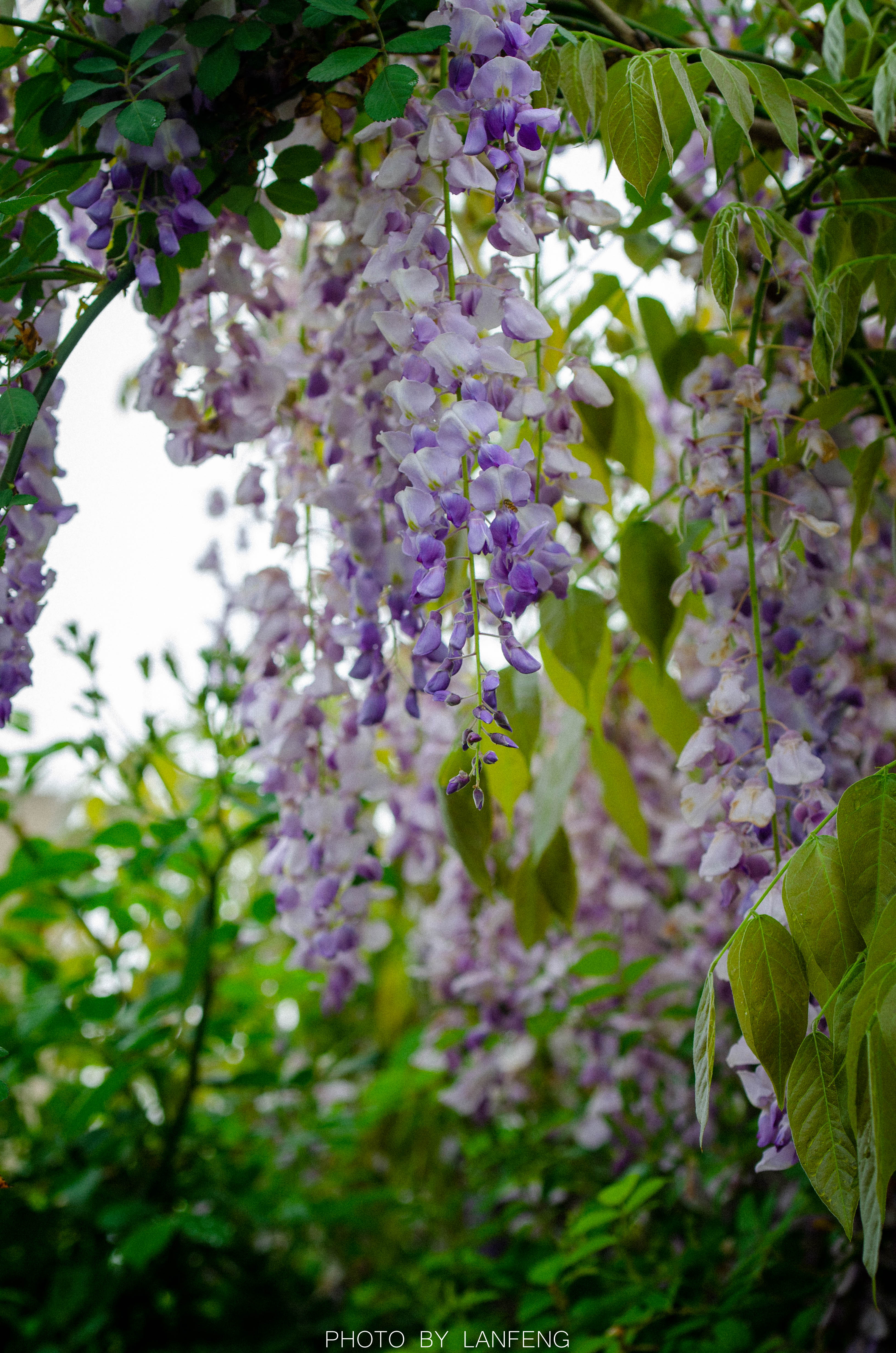 _DSC5146.jpg _DSC5146.jpg