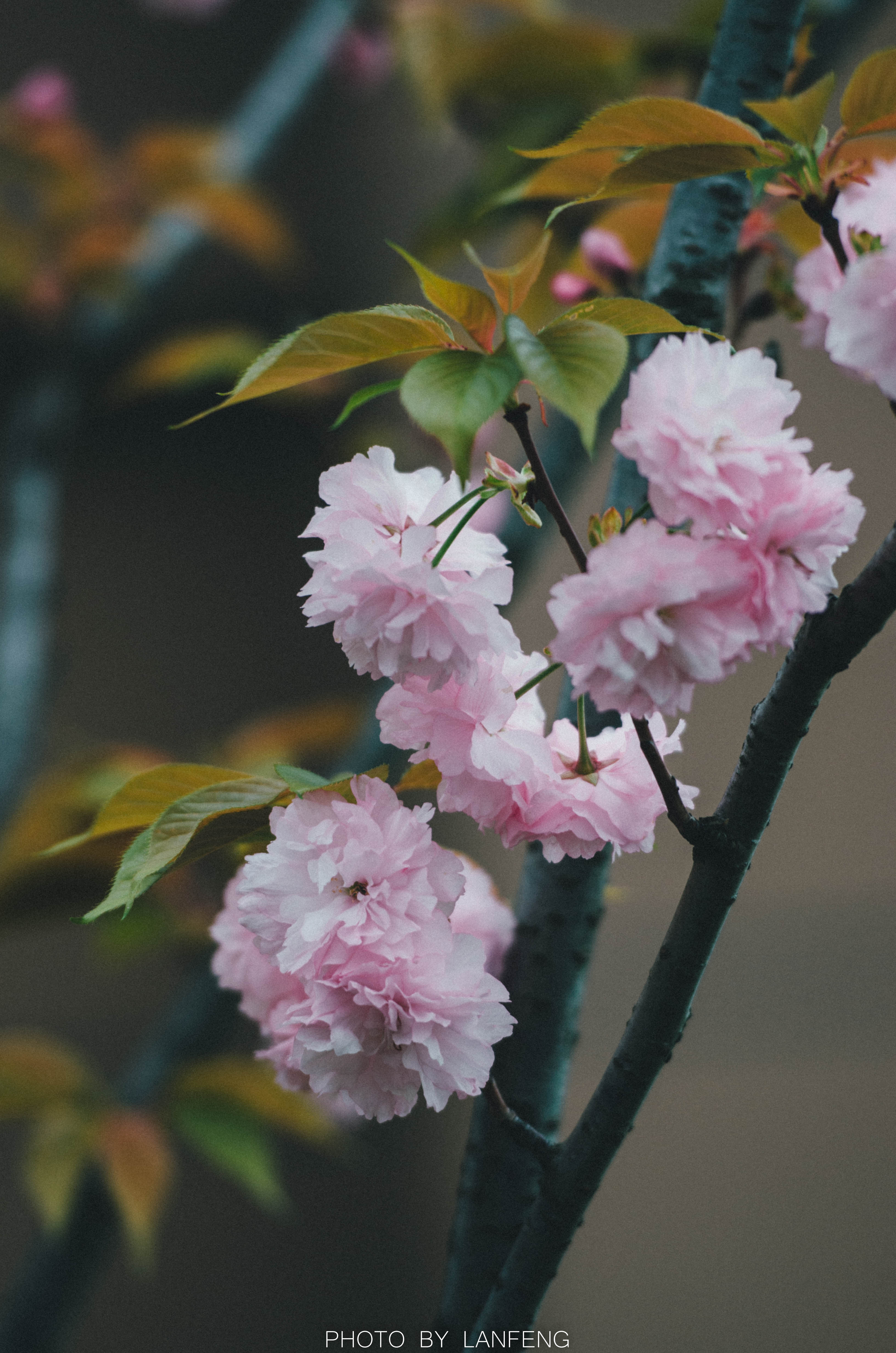 _DSC5411.jpg _DSC5411.jpg