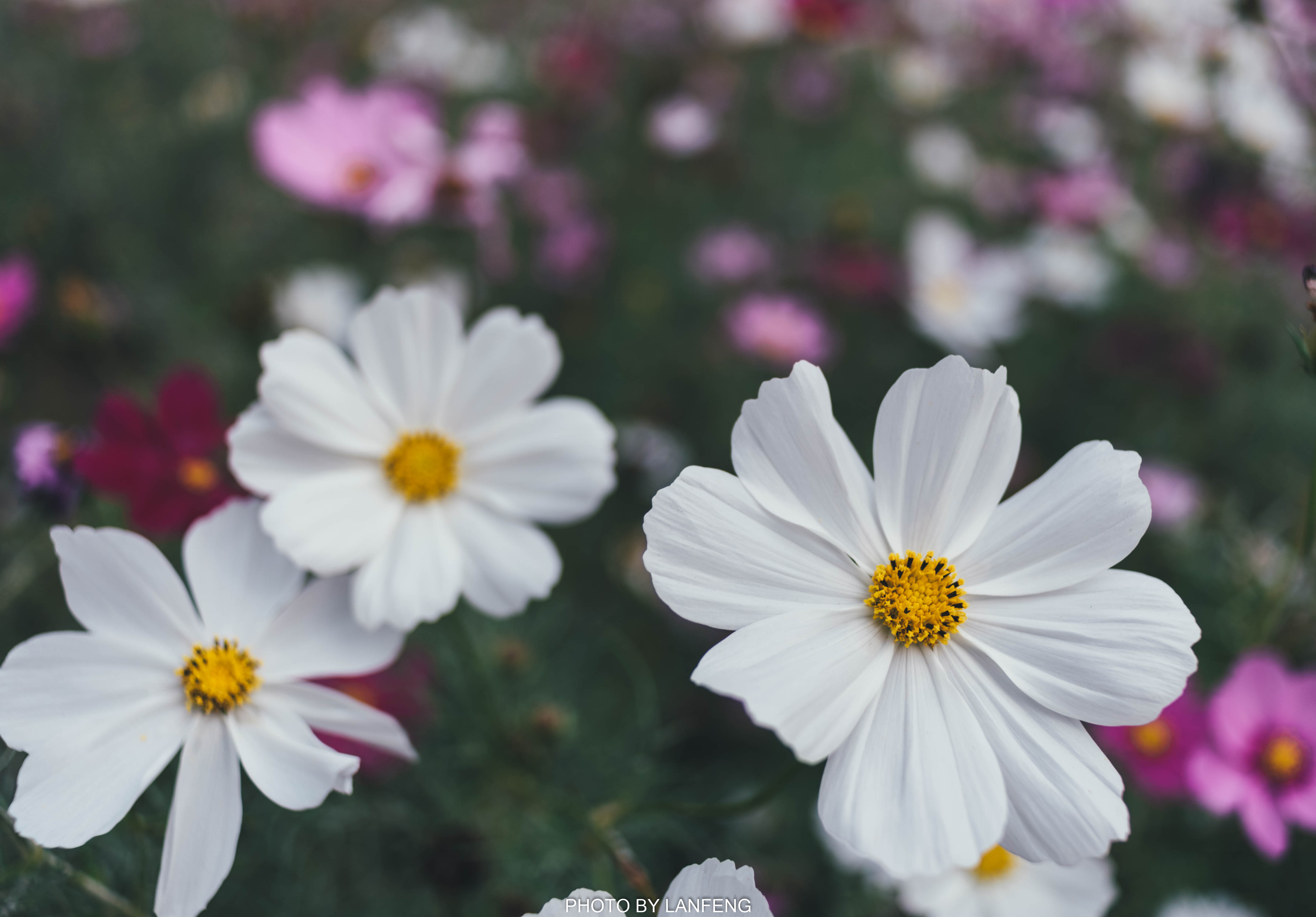 AD1_9531.jpg AD1_9531.jpg