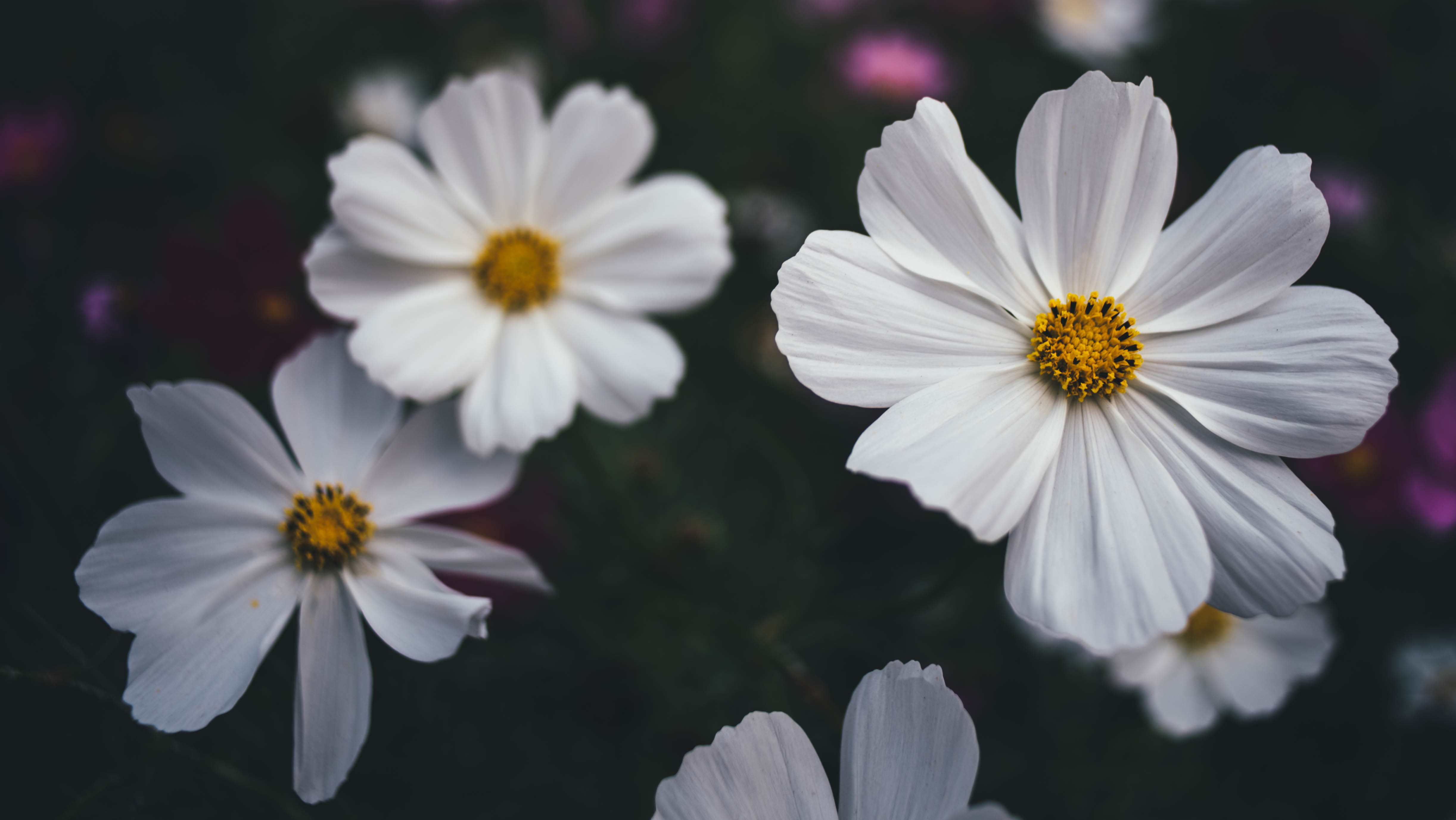 AD1_9531.jpg AD1_9531.jpg