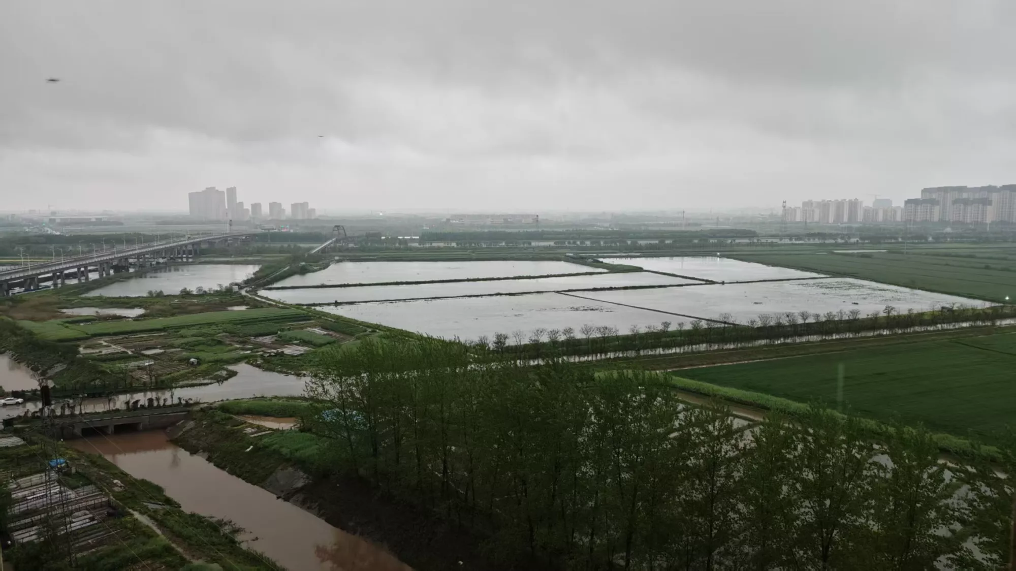 浑浊的积水中可见漂浮的杂物与游动的小鱼